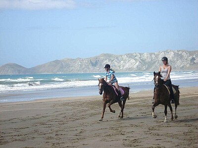 Study, Work and Volunteer - Farmstay in Neuseeland, Neuseeland