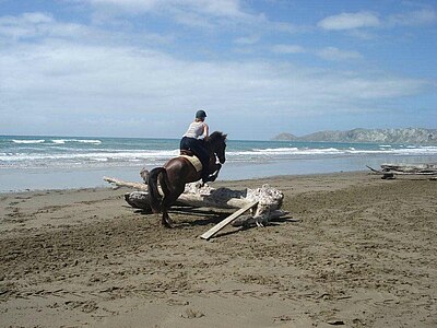 Study, Work and Volunteer - Farmstay in Neuseeland, Neuseeland