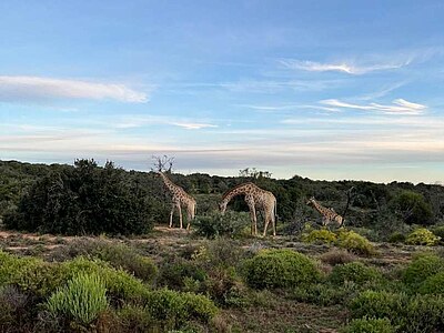 Südafrika Wildlife Conservation & Ocean Conservation - Südafrika - Magnus