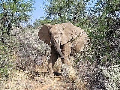 Namibia Wildlife Conservation - Namibia - Janne