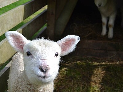 Study, Work and Volunteer - Farmstay in Neuseeland, Neuseeland