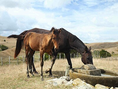 Study, Work and Volunteer - Farmstay in Neuseeland, Neuseeland