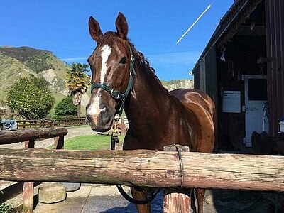 Farmstay in Neuseeland