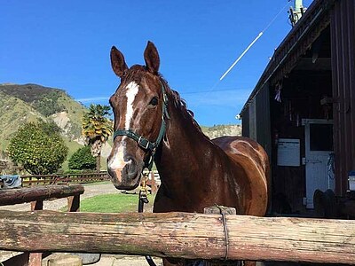 Study, Work and Volunteer - Farmstay in Neuseeland, Neuseeland