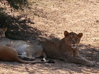 Südafrika Conservation & Community - Südafrika - Hanna